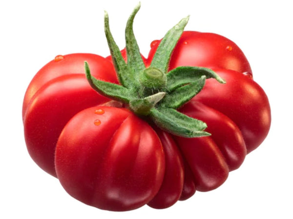 Costoluto Fiorentino Beefsteak Tomato Seed