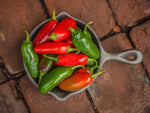 Hot Jalapeño Pepper Seed