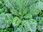 Westlander Kale Seeds