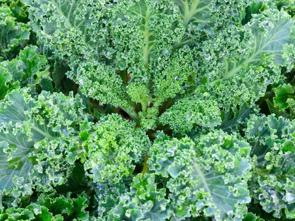 Westlander Kale Seeds