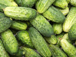 Cool Customer Pickling Cucumber