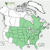 Swamp Milkweed Seeds