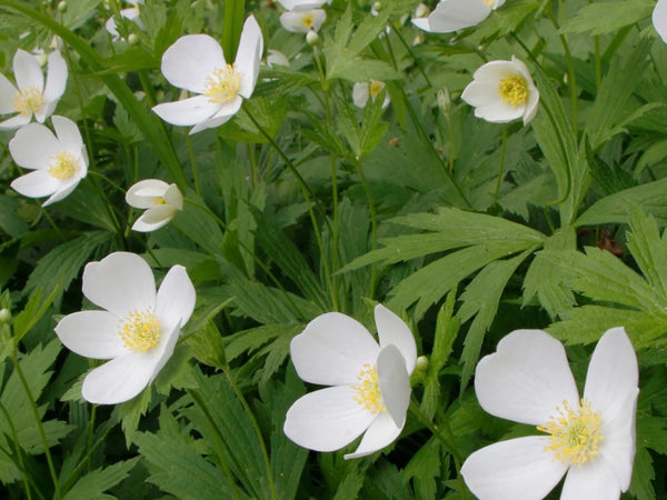 Canada Anemone Seed