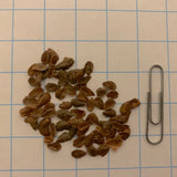 Swamp Milkweed Seeds