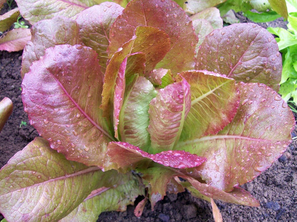 Rouge D’Hiver Lettuce