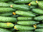 Marketmore Slicing Cucumber
