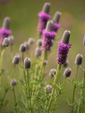Purple Prairie Clover Seeds
