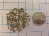 Little Bluestem Grass Seeds