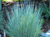 Little Bluestem Grass Seeds