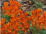 Butterfly Milkweed Seeds