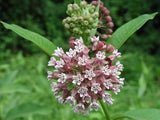 Common Milkweed Seeds