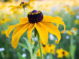 Black Eyed Susan Seeds