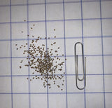 White Prairie Clover Seeds