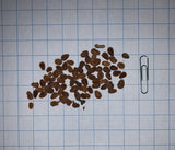 Common Milkweed Seeds