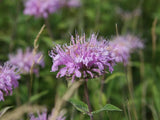 Wild Bergamot Seeds