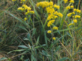 Grey Goldenrod Seed