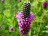 Purple Prairie Clover Seeds