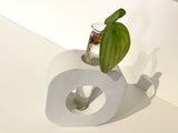 Concrete Bud Vase & Propagation Station