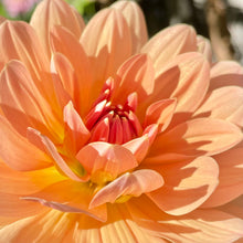 Load image into Gallery viewer, Yvonne