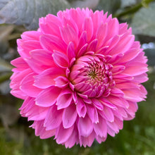 Load image into Gallery viewer, Pink Sylvia
