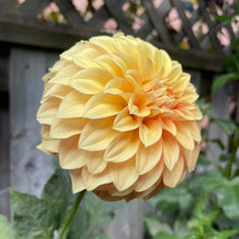 Load image into Gallery viewer, Bracken Palomino