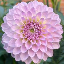 Load image into Gallery viewer, Van Isle Victoria (CAN)