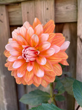 Load image into Gallery viewer, A La Mode