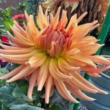 Load image into Gallery viewer, AC Ben