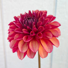 Load image into Gallery viewer, Bowser Valiant (CAN)