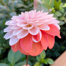 Load image into Gallery viewer, Apple Blossom