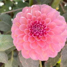 Load image into Gallery viewer, Hamari Rose