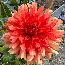 Load image into Gallery viewer, Baron Katie