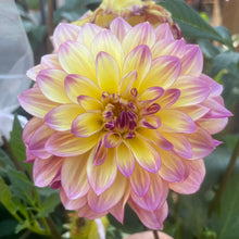 Load image into Gallery viewer, Caribbean Fantasy