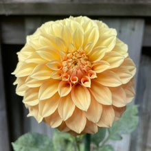 Load image into Gallery viewer, Bracken Palomino