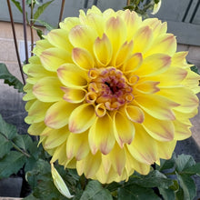 Load image into Gallery viewer, Grandby Sunshine