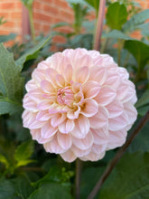 Load image into Gallery viewer, Ash Wedding (CAN)