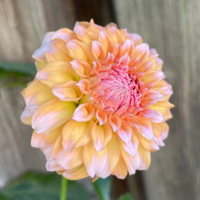 Load image into Gallery viewer, Peaches N' Cream