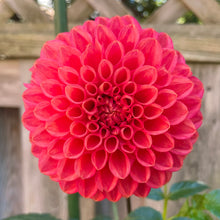 Load image into Gallery viewer, Tempest