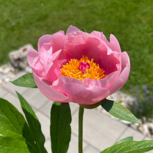 Load image into Gallery viewer, 2026 Peony Pre-Order