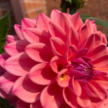 Load image into Gallery viewer, Ash Dawn (CAN)