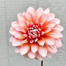 Load image into Gallery viewer, A La Mode