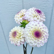 Load image into Gallery viewer, CB Trevlove (CAN)