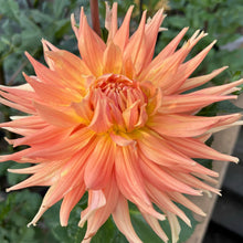 Load image into Gallery viewer, AC Ben