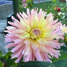 Load image into Gallery viewer, Ferncliff Cameo (CAN)