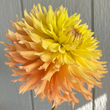 Load image into Gallery viewer, Van Isle Princess (CAN)