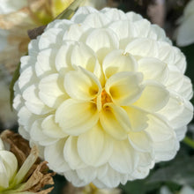 Load image into Gallery viewer, Creamy