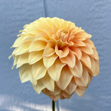 Load image into Gallery viewer, Bracken Palomino