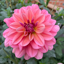 Load image into Gallery viewer, Southern Belle