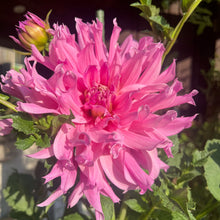 Load image into Gallery viewer, Elsie Huston