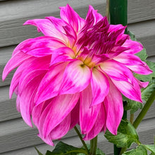 Load image into Gallery viewer, Audacity